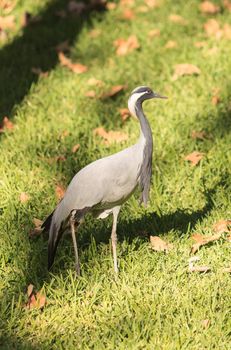 Blue crane, Anthropoides paradiseus, is found in Africa