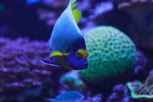 Bluefaced angelfish, Pomacanthus xanthometopon, can be found along the tropical reef in the ocean.