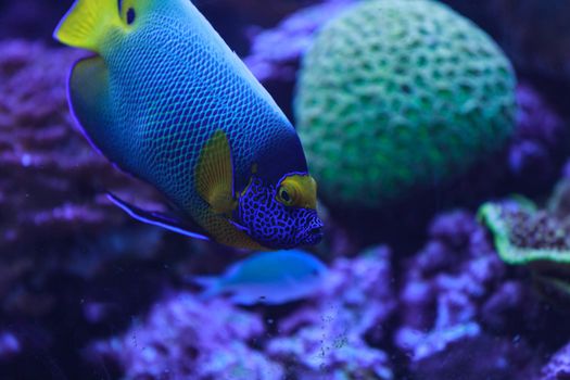 Bluefaced angelfish, Pomacanthus xanthometopon, can be found along the tropical reef in the ocean.