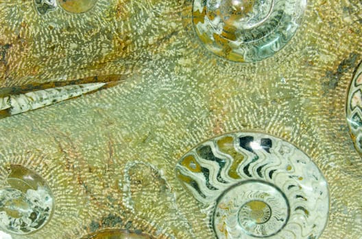 Ammonite prehistoric fossil on the surface