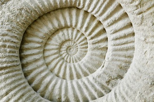 Ammonite prehistoric fossil on the surface