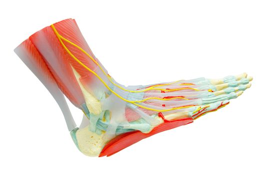 Human Foot Muscles Anatomy Model for study medicine.