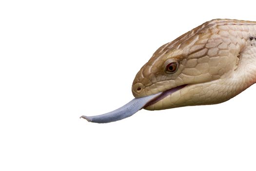 Blue Tongue Skink isolated on a white background with tongue sticking out