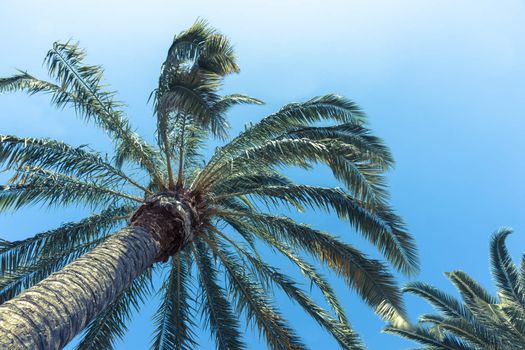 Retro image style palm trees.