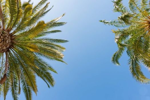 Tropical palms against blue sky.