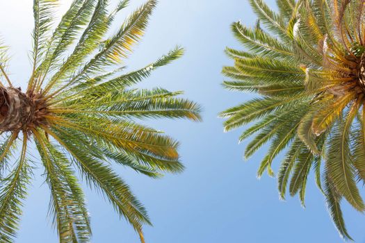 Tropical palms against blue sky.