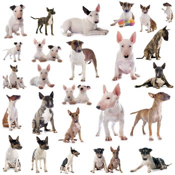 group of bull terriers in front of white background