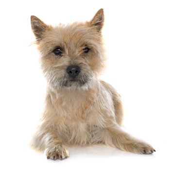 purebred cairn terrier in front of white background