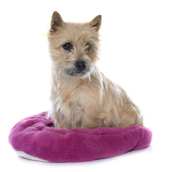 purebred cairn terrier in front of white background