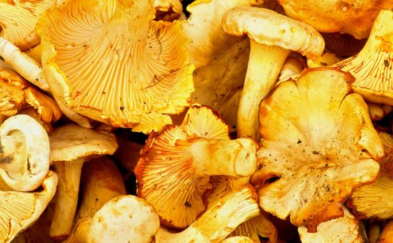 Heap of Raw Golden Chanterelles with Nature Dirties closeup as Background