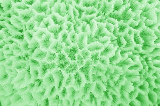 Abstrat of green texture formed by the detail of a white coral