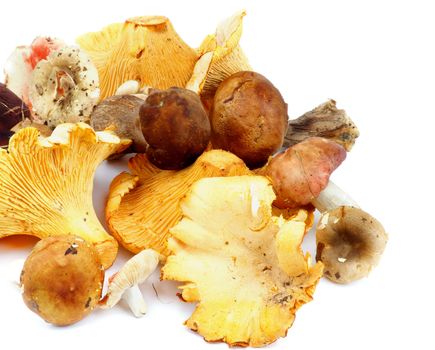 Arrangement of Raw Forest Edible Mushrooms with Golden Chanterelles, Porcini Mushrooms, Boletus and Russules closeup on white background 