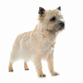 purebred cairn terrier in front of white background