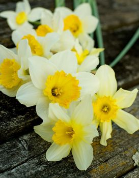 Bunch of Beauty Spring Yellow and White Daffodils closeup on Natural Weathered Wooden background. Focus on Foreground