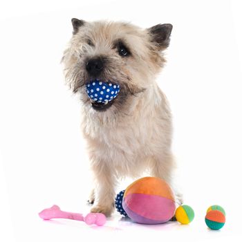 purebred cairn terrier in front of white background