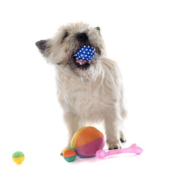 purebred cairn terrier in front of white background