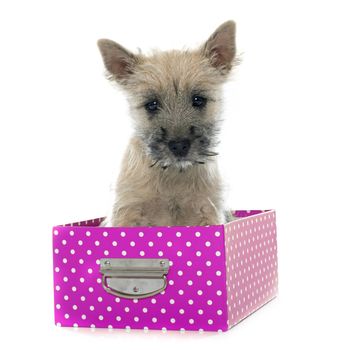 puppy cairn terrier in front of white background