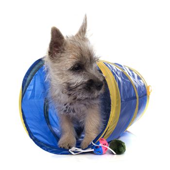 puppy cairn terrier in front of white background