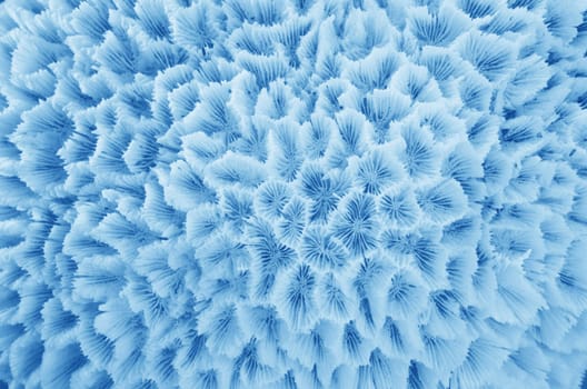 Abstract Texture formed by the detail of a white coral