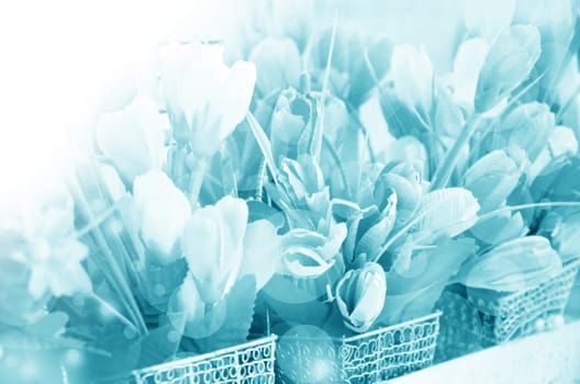 Vintage tulip flowers and soft bokeh made with color filters