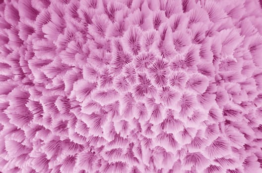 Texture formed by the detail of a white coral