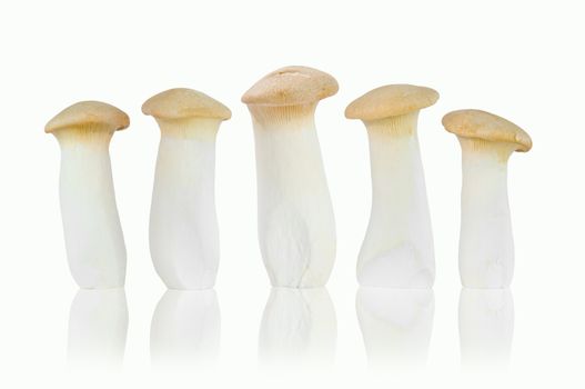 King Oyster mushroom isolated on white background. Eringi