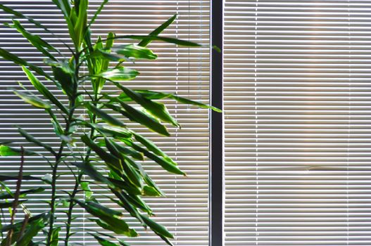 green houseplant against the window with the blinds