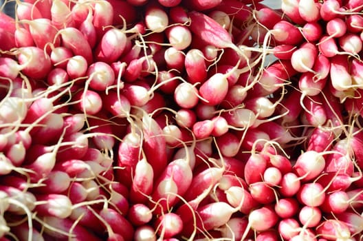 Huge Bunch Of Radishes