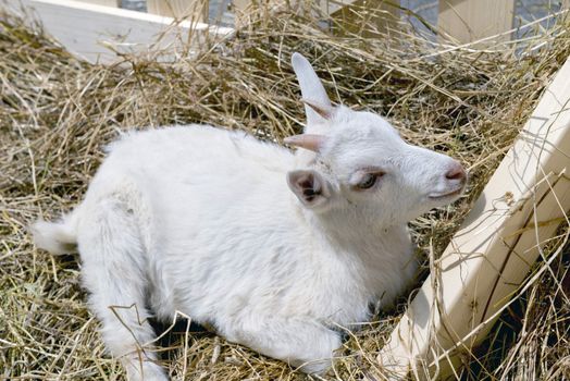 young goat eating hay in a corral