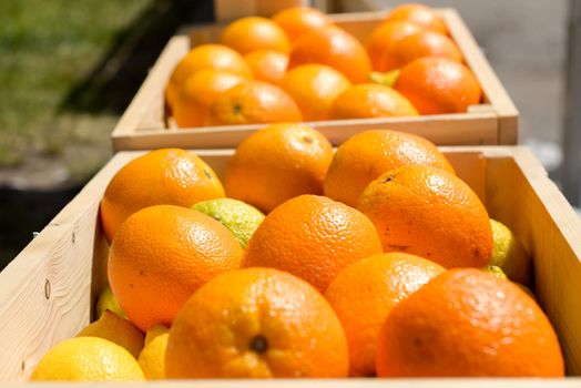 lot of ripe Oranges in wooden crates