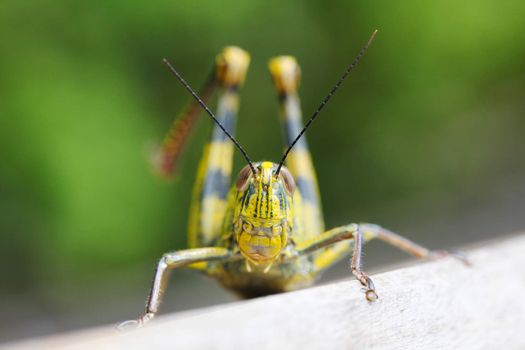 Close up of colorful big locust outdoors