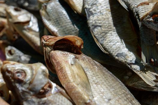 a bunch of all sorts of different dried fish