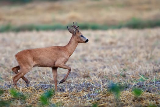 Buck deer on the run in the wild in a clearing