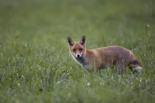 Fox in the wild in a clearing