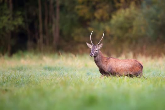 Red deer in a clearing in the wild