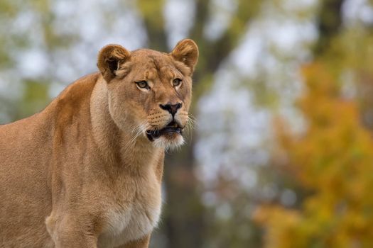 Lioness in the wild, a portrait