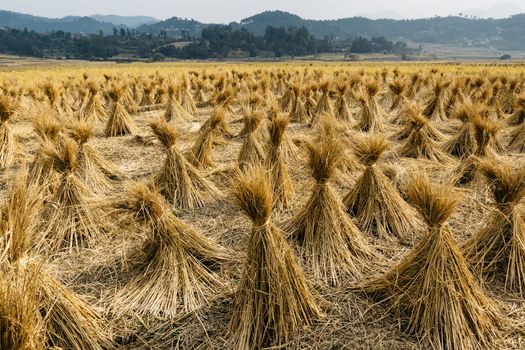 Bales of straw in Nepal