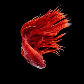 Betta fish, siamese fighting fish, betta splendens