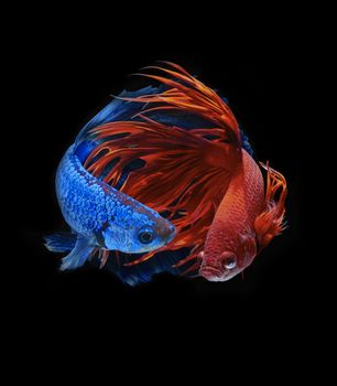 Betta fish, siamese fighting fish, betta splendens