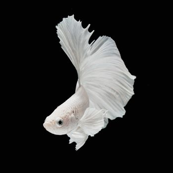 Betta fish, siamese fighting fish, betta splendens