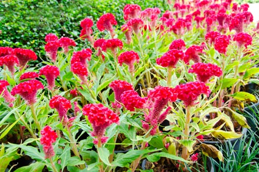 Red Celosia or Wool flowers or Cockscomb flower in the garden or nature park