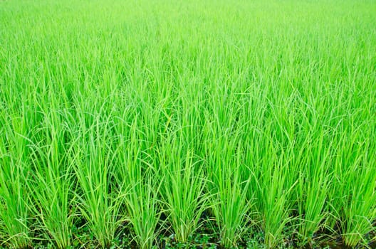 View of Young rice sprout ready to growing in the rice field