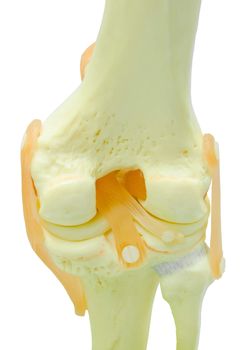 plastic study model of a knee replacement. clipping path.