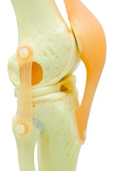 plastic study model of a knee replacement. clipping path.