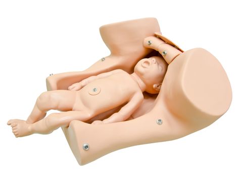 Training model for students studying medicine. Simulation of birth. Newborn in vagina. clipping path.