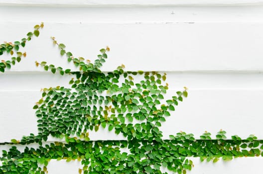 The Green Creeper Plant on Wall.
