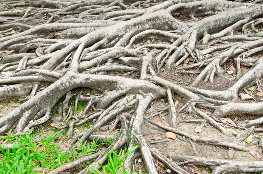 big tree root