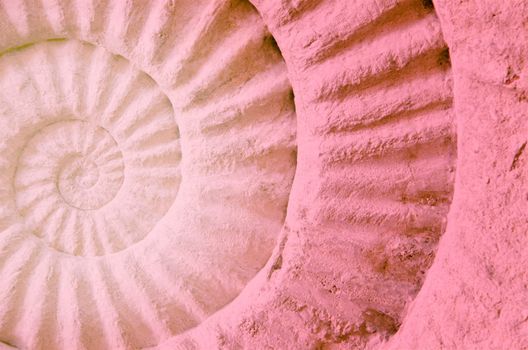 Color of ammonite prehistoric fossil, abstract background.
