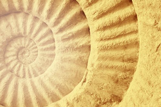 Color of ammonite prehistoric fossil, abstract background.