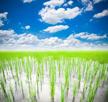 rice field at Thailand.